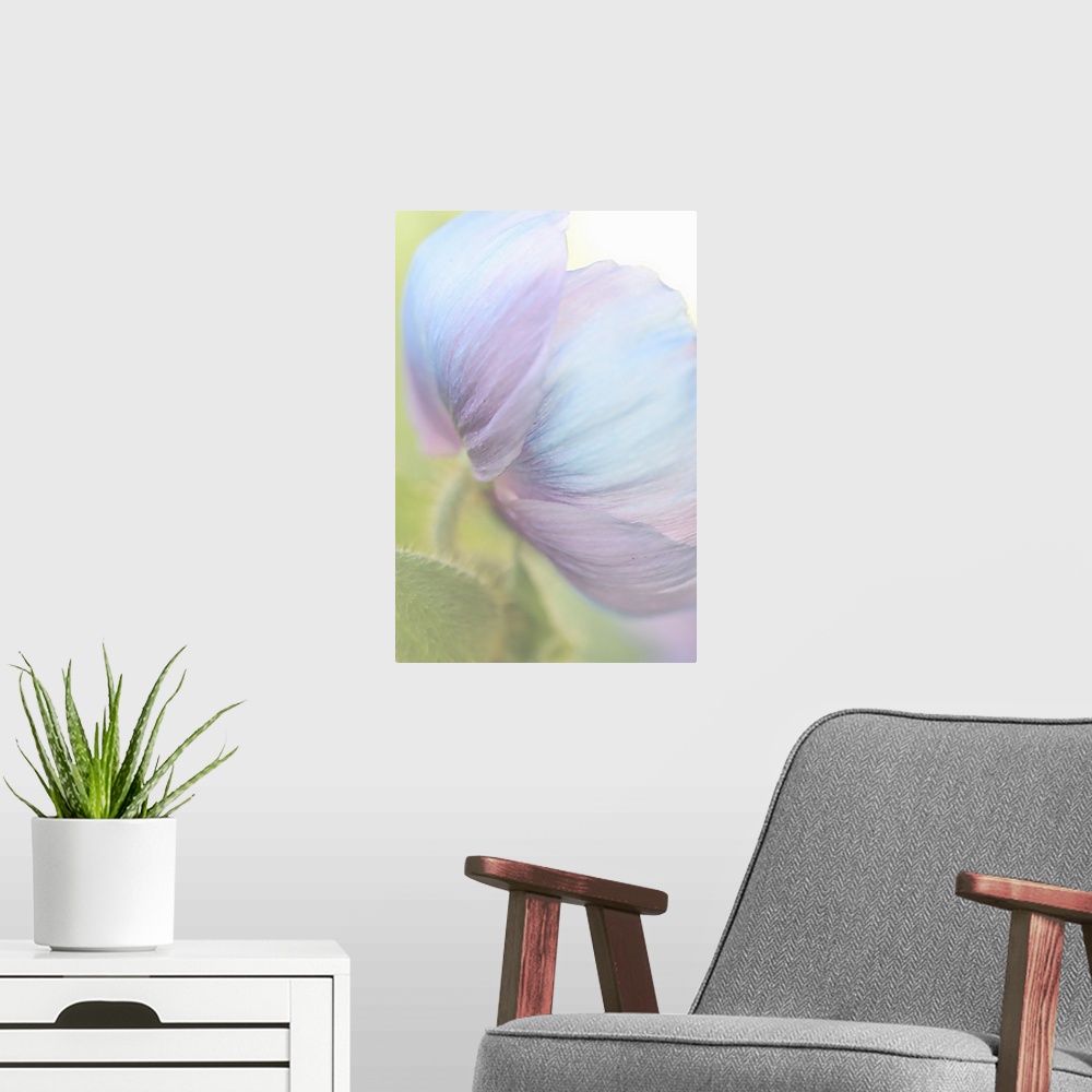 A modern room featuring Close up photography of the underside of a poppy with pale blue petals.