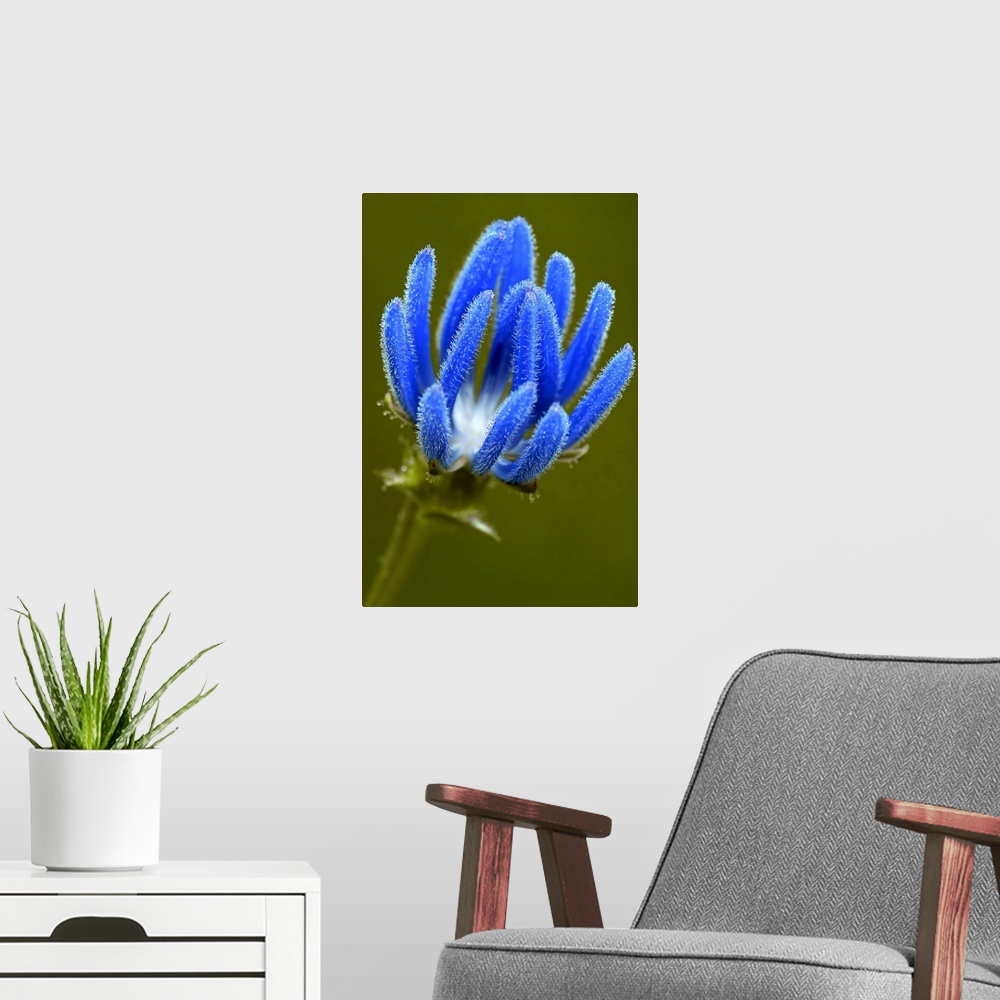 A modern room featuring A blue thistle flower is photographed closely to show the detail of its petals.