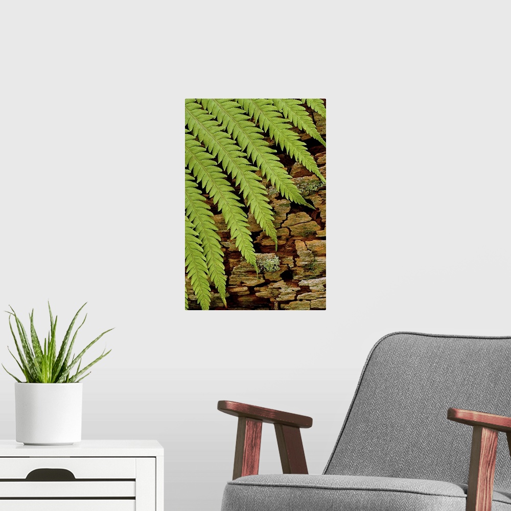 A modern room featuring The leaves of a fern plant are photographed resting against moss covered bark.