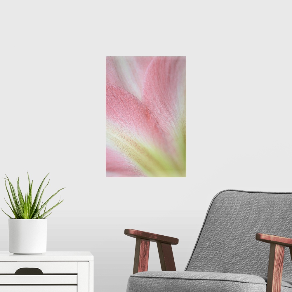 A modern room featuring Macro photograph of the soft pastel pink petals of a flower.