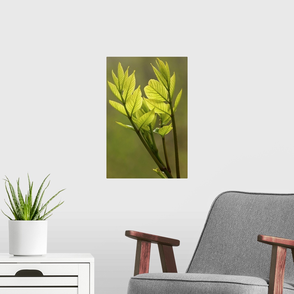 A modern room featuring Oversized, vertical, close up photograph of small green leaves at the end of a branch, that appea...