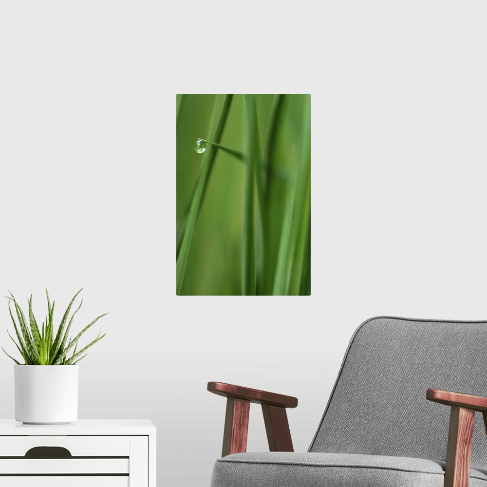 A modern room featuring Photograph taken closely of blades of grass with a single water droplet hanging from one blade of...