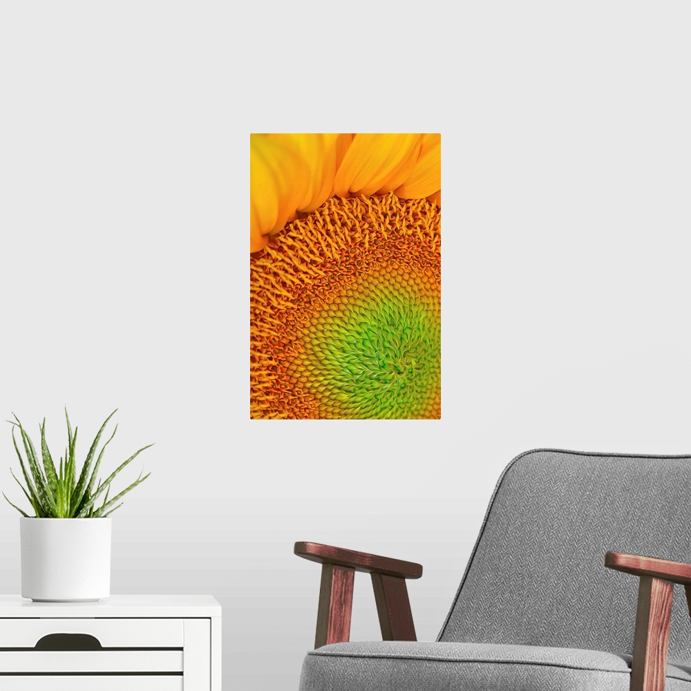 A modern room featuring Close-up photograph of vibrant yellow sunflower.