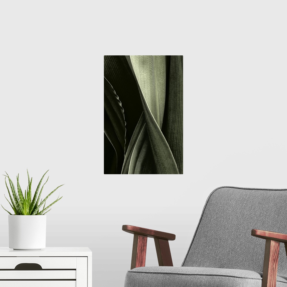 A modern room featuring A detailed photograph of a twisted palm leaf.