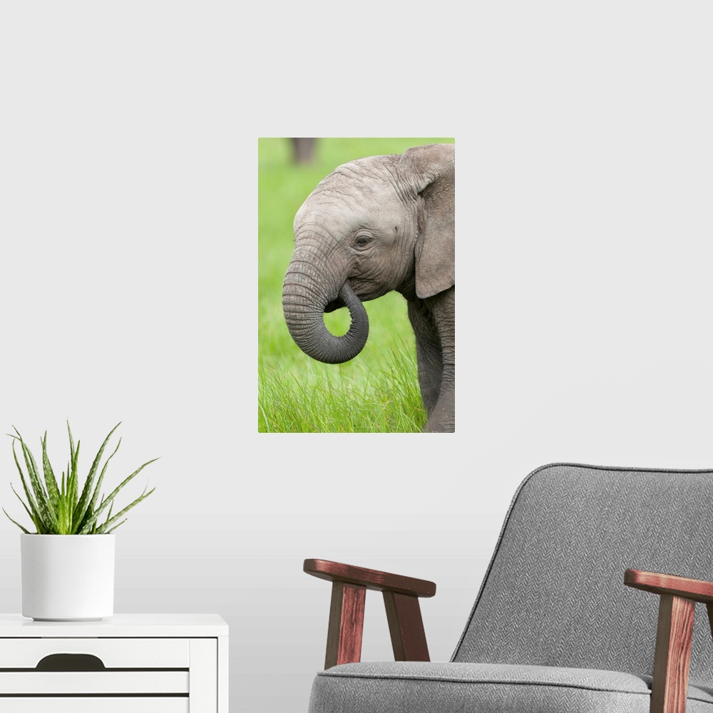 A modern room featuring African Elephant calf grazing, Ol Pejeta Conservancy, Kenya