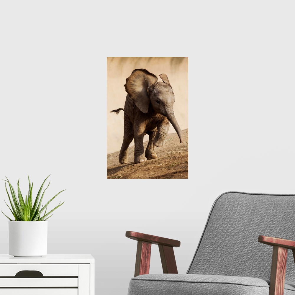 A modern room featuring African Elephant calf running, native to Africa