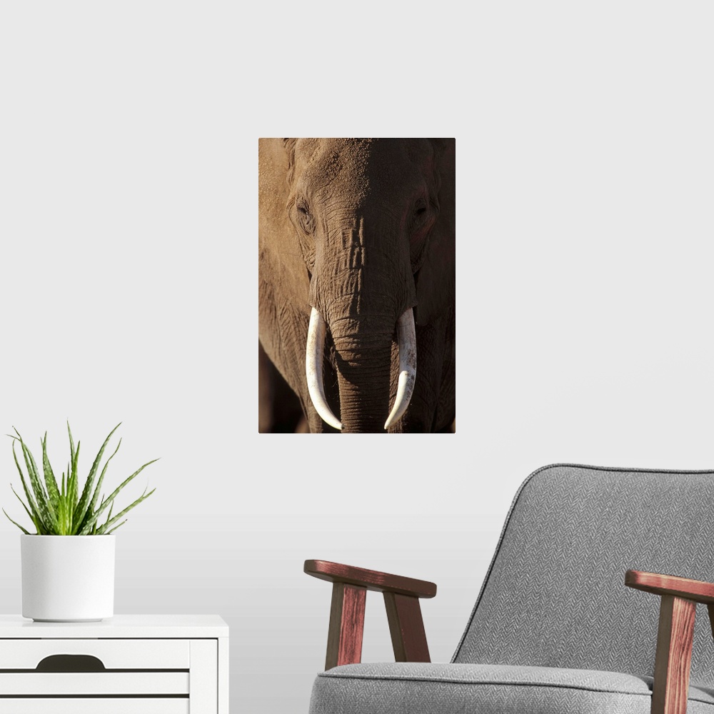A modern room featuring African Elephant (Loxodonta africana) male portrait with long tusks, Kenya