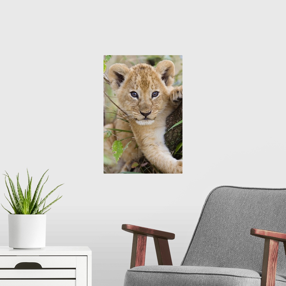 A modern room featuring African Lion (Panthera leo) six to seven week old cub, vulnerable, Masai Mara National Reserve, K...