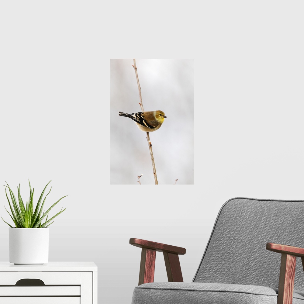 A modern room featuring american goldfinch in snow