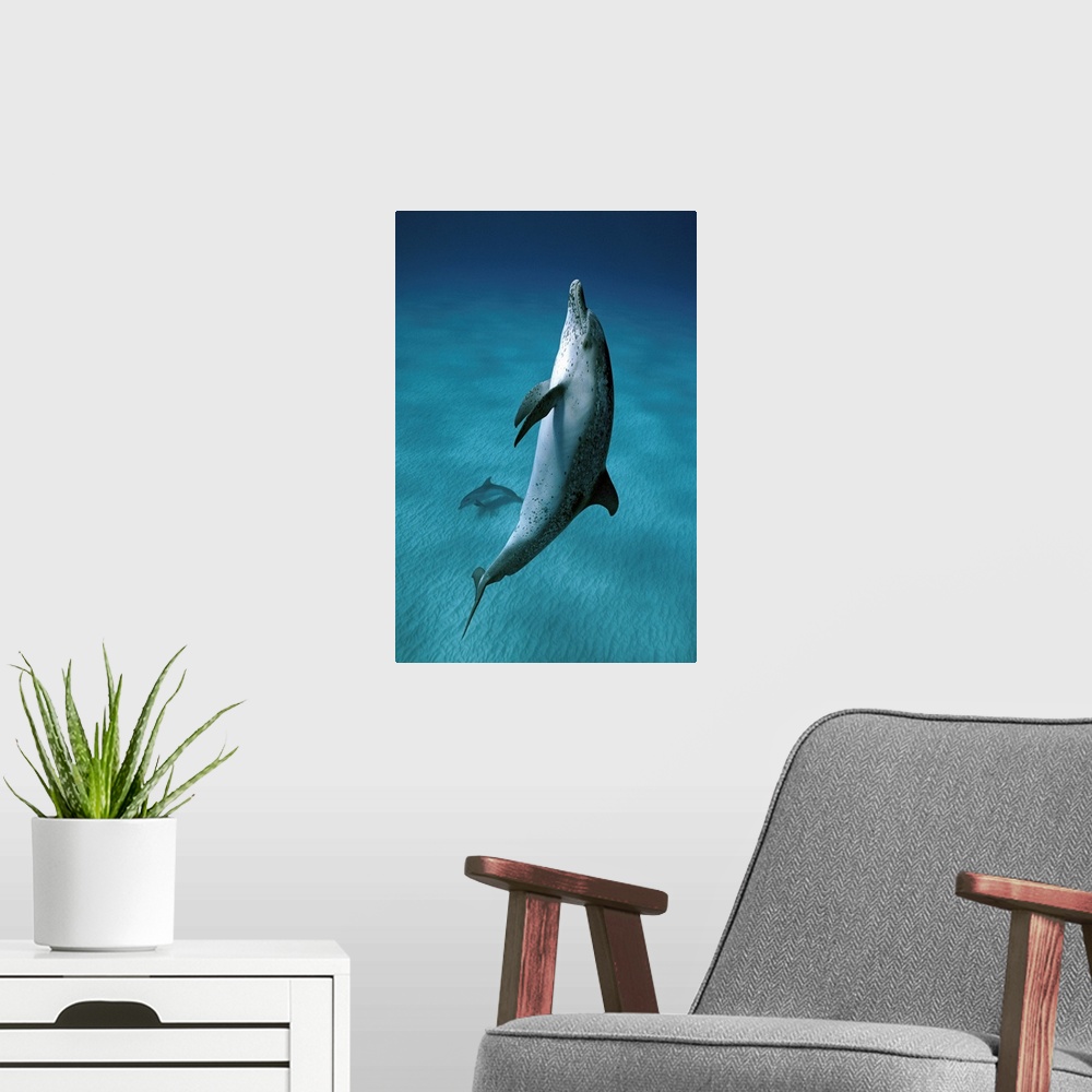 A modern room featuring Atlantic Spotted Dolphin (Stenella frontalis) pair swimming underwater, Little Bahama Bank, Baham...