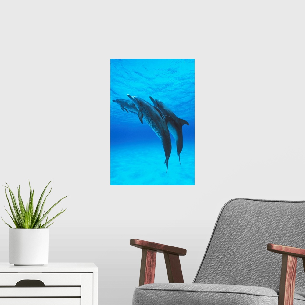 A modern room featuring Atlantic spotted dolphin Stenella frontalis