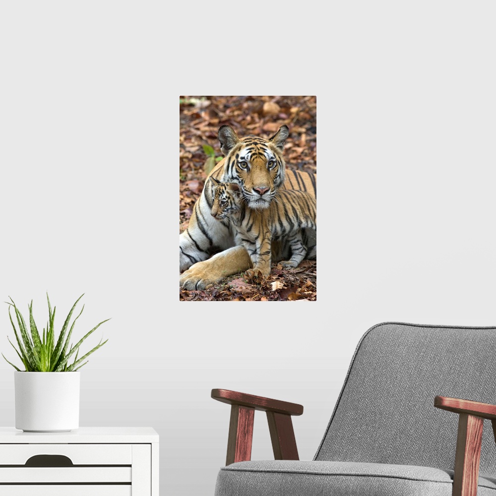 A modern room featuring Bengal Tiger.Panthera tigris .Mother and eight week old cub.Bandhavgarh National Park, India........