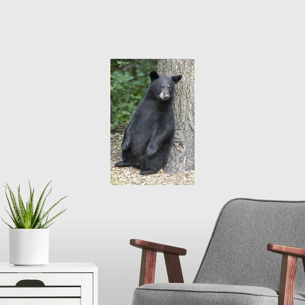 A modern room featuring Black Bear (Ursus americanus) cub leaning against tree, Orr, Minnesota