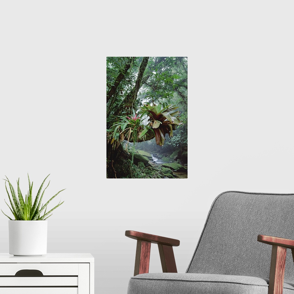 A modern room featuring Bromeliads growing in trees along stream in Bocaina National Park, Atlantic Forest, Brazil