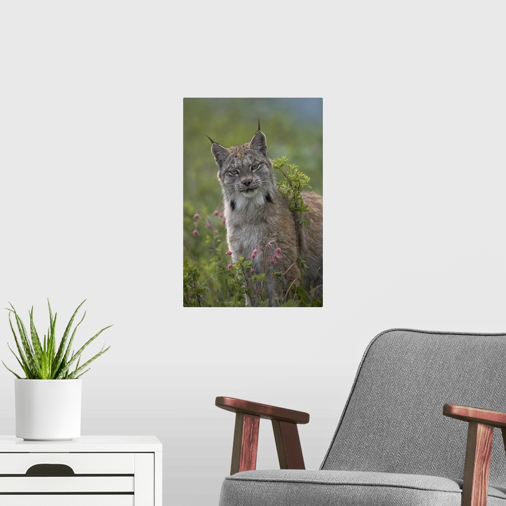 A modern room featuring Canada Lynx (Lynx canadensis) portrait, North America