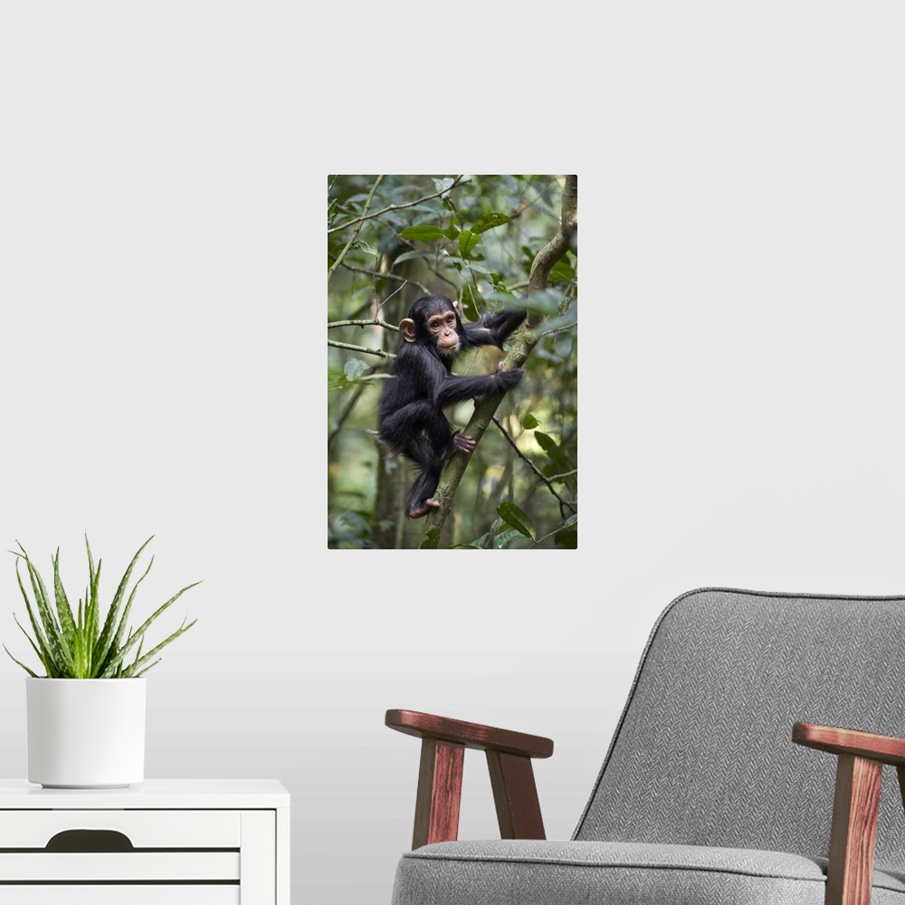 A modern room featuring Chimpanzee one and a half year old infant playing in tree, western Uganda