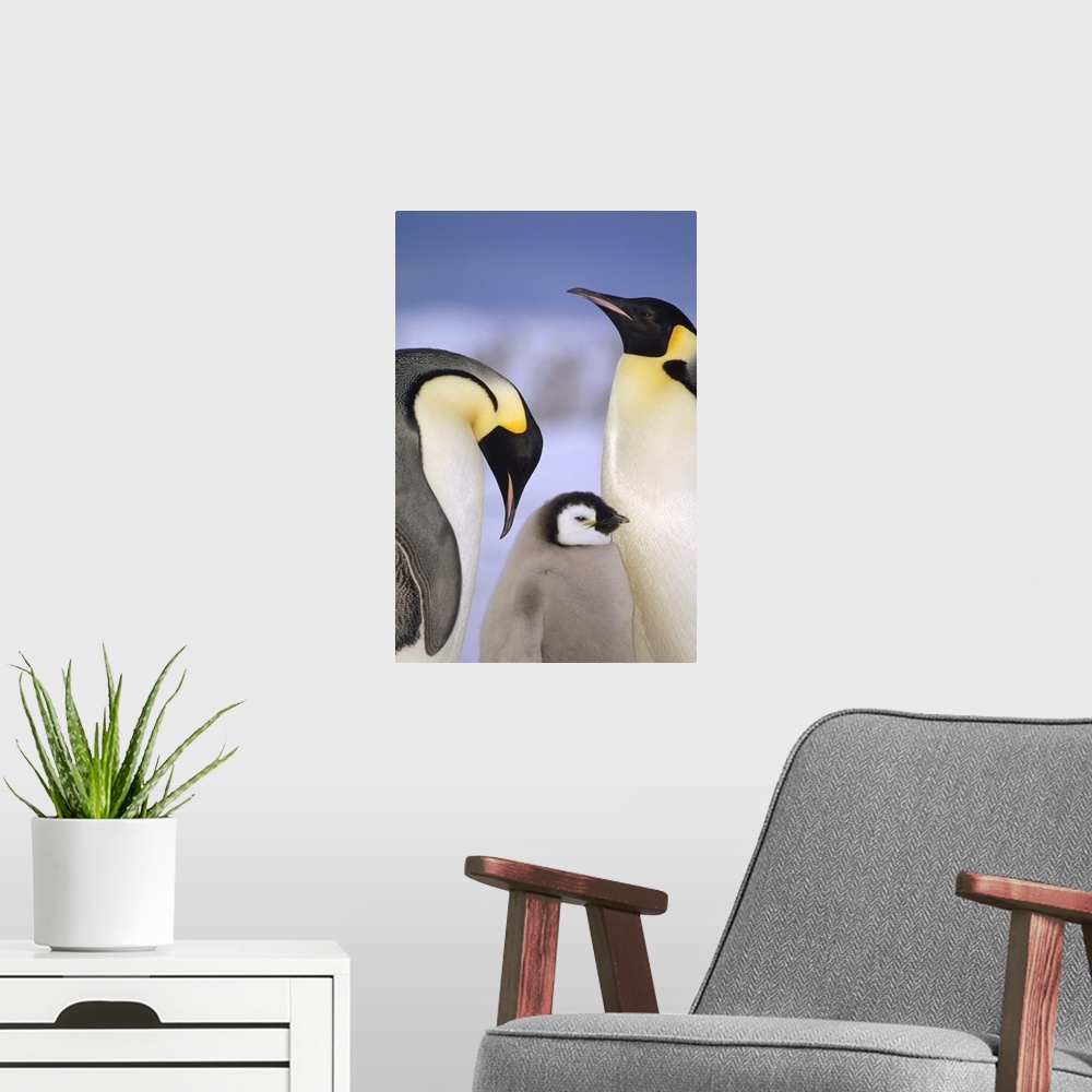 A modern room featuring Emperor Penguin (Aptenodytes forsteri) pair with chick, Atka Bay, Princess Martha Coast, Weddell ...