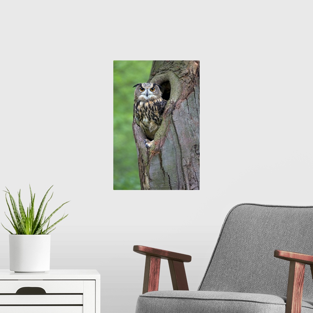 A modern room featuring Eurasian Eagle-Owl (Bubo bubo) looking out from a tree cavity, Netherlands