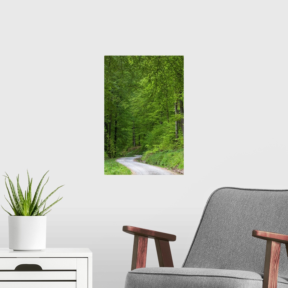 A modern room featuring Beech Tree (Fagus sylvatica) forestry track and mature woodland in springtime, Lower Saxony, Germany