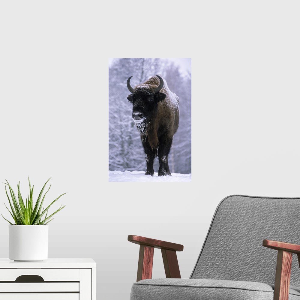 A modern room featuring European Bison or Wisent (Bison bonasus) in snow, Europe