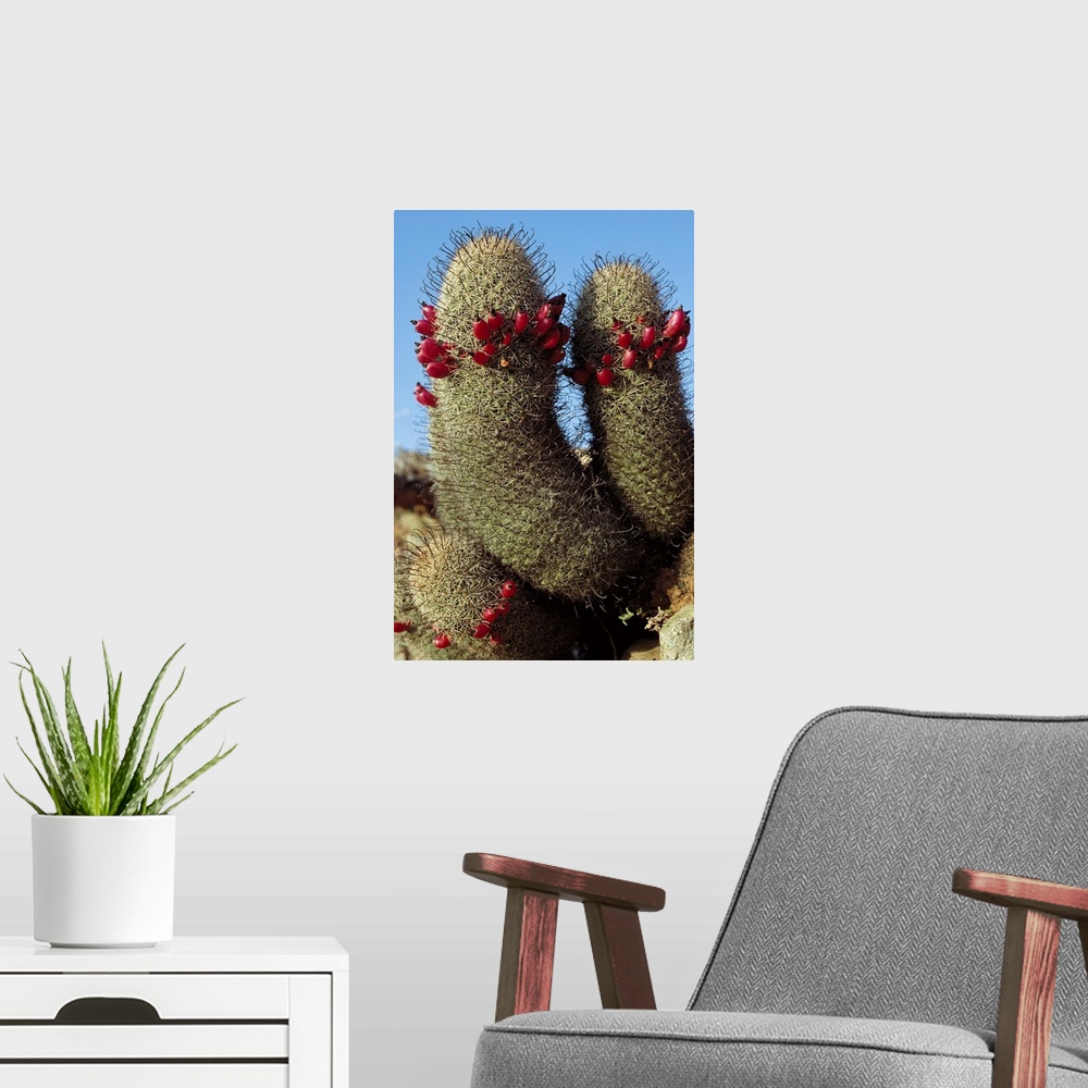 A modern room featuring Fishhook Cactus (Mammillaria sp) blooming, Sea of Cortez, Baja California, Mexico
