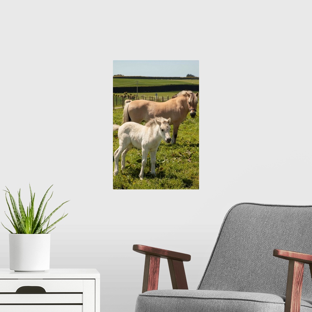 A modern room featuring Norwegian fjord horse, mare and foal, rare horse breed, only breeding stud in New Zealand, Timaru