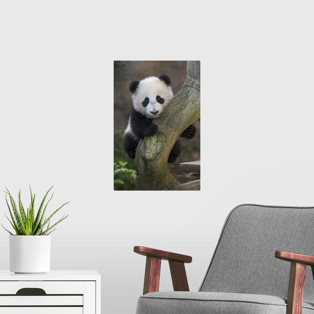 A modern room featuring Giant Panda cub in tree, native to China