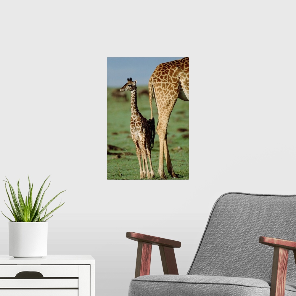 A modern room featuring Giraffe (Giraffa camelopardalis) mother with young, Kenya