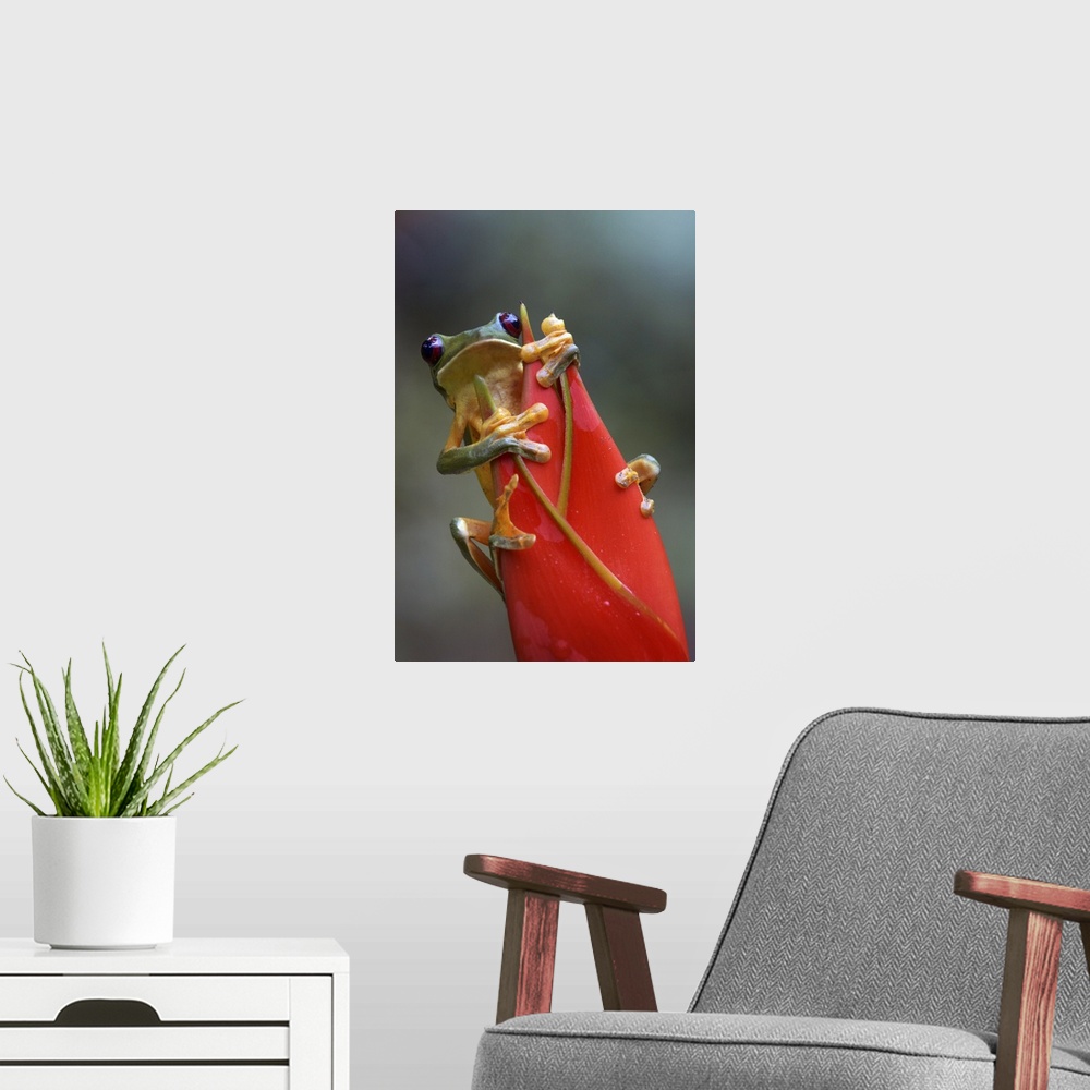 A modern room featuring Gliding Leaf Frog (Agalychnis spurrelli) on Heliconia (Heliconia sp), Costa Rica