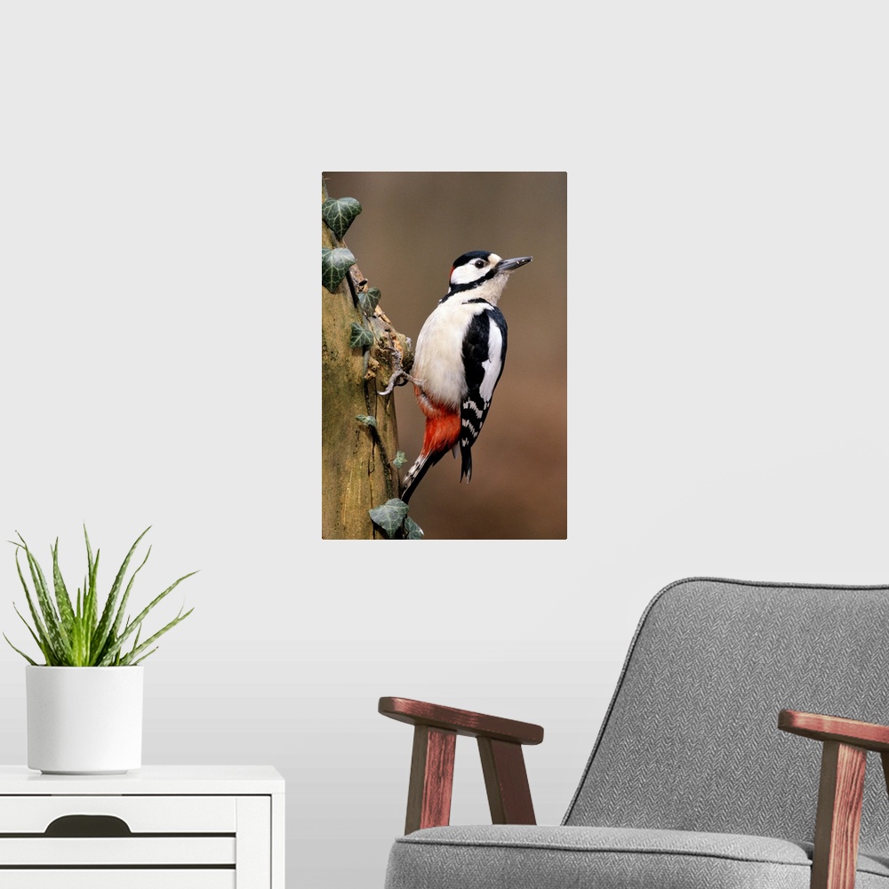 A modern room featuring Great Spotted Woodpecker (Dendrocopos major) adult on tree trunk, Europe