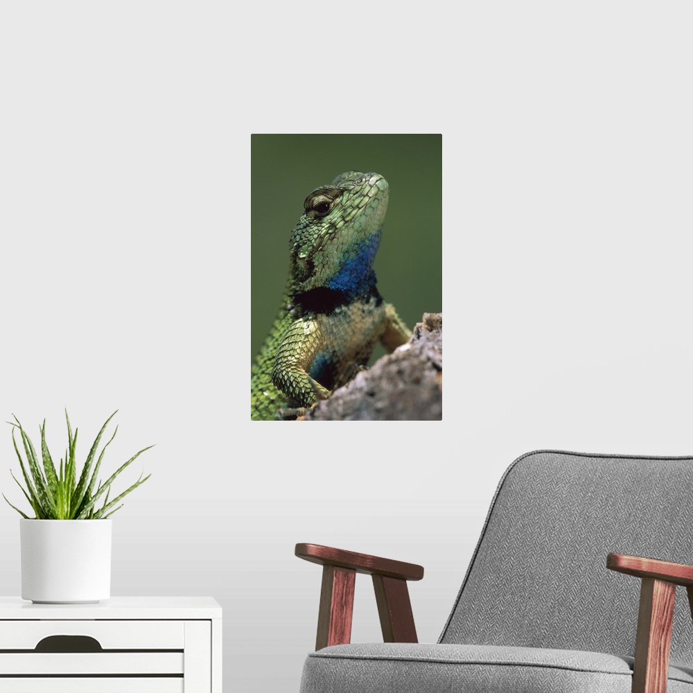 A modern room featuring Green Spiny Lizard (Sceloporus malachiticus) male, Costa Rica