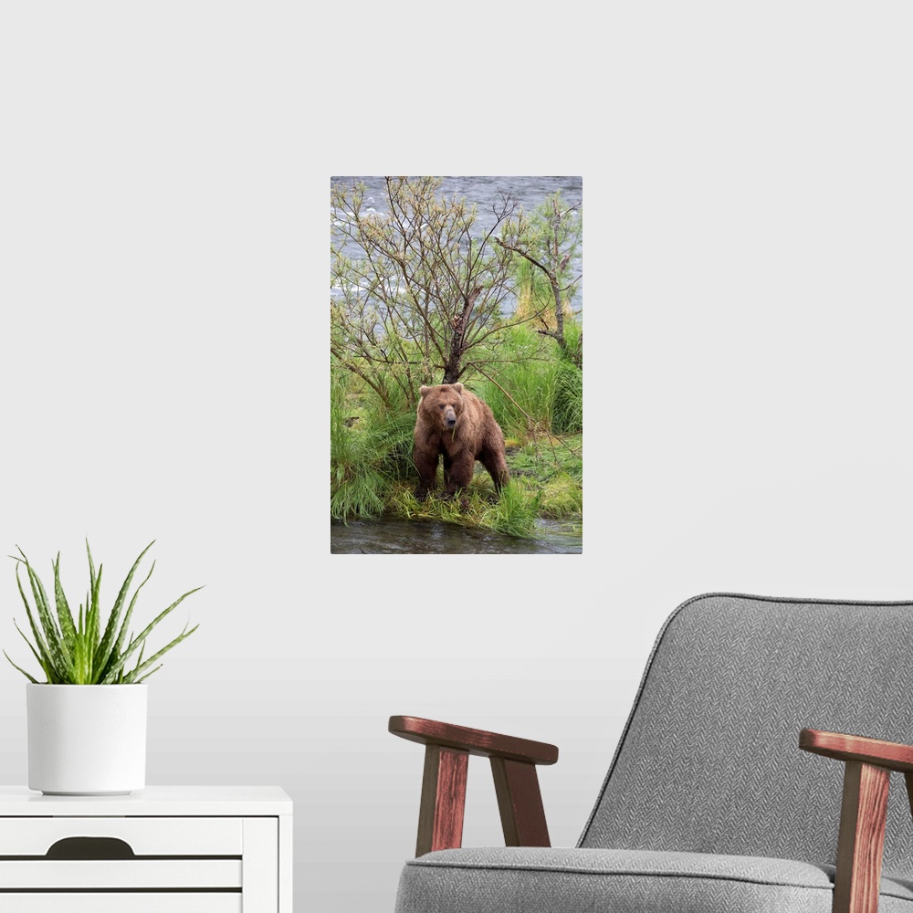 A modern room featuring Grizzly Bear male scent marking on rubbing tree, Katmai National Park, Alaska