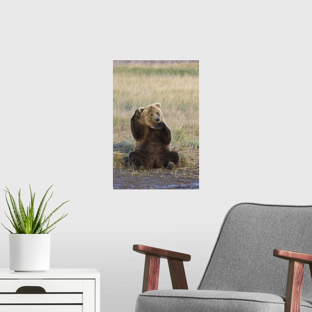 A modern room featuring Grizzly Bear (Ursus arctos horribilis) scratching ear, Katmai National Park, Alaska