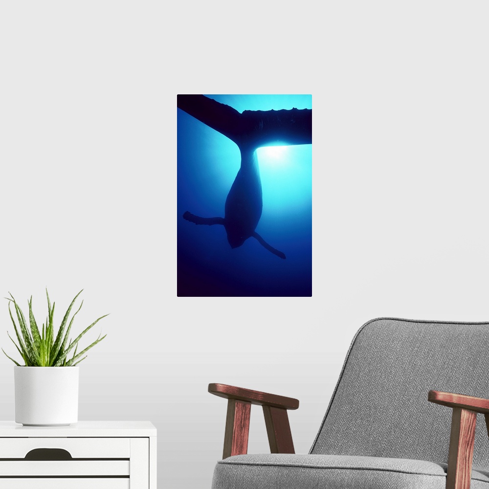 A modern room featuring Humpback Whale (Megaptera novaeangliae) male singing underwater, Maui, Hawaii
