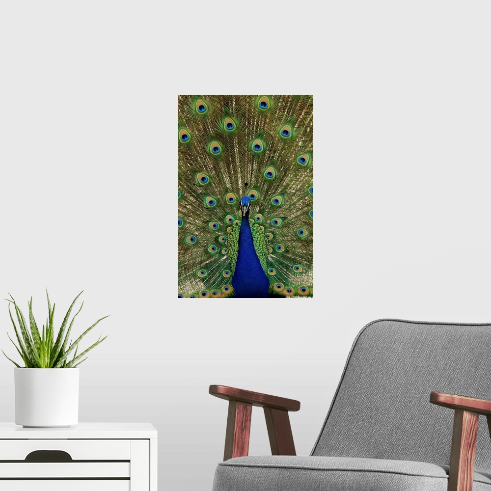 A modern room featuring Indian Peafowl male in full display