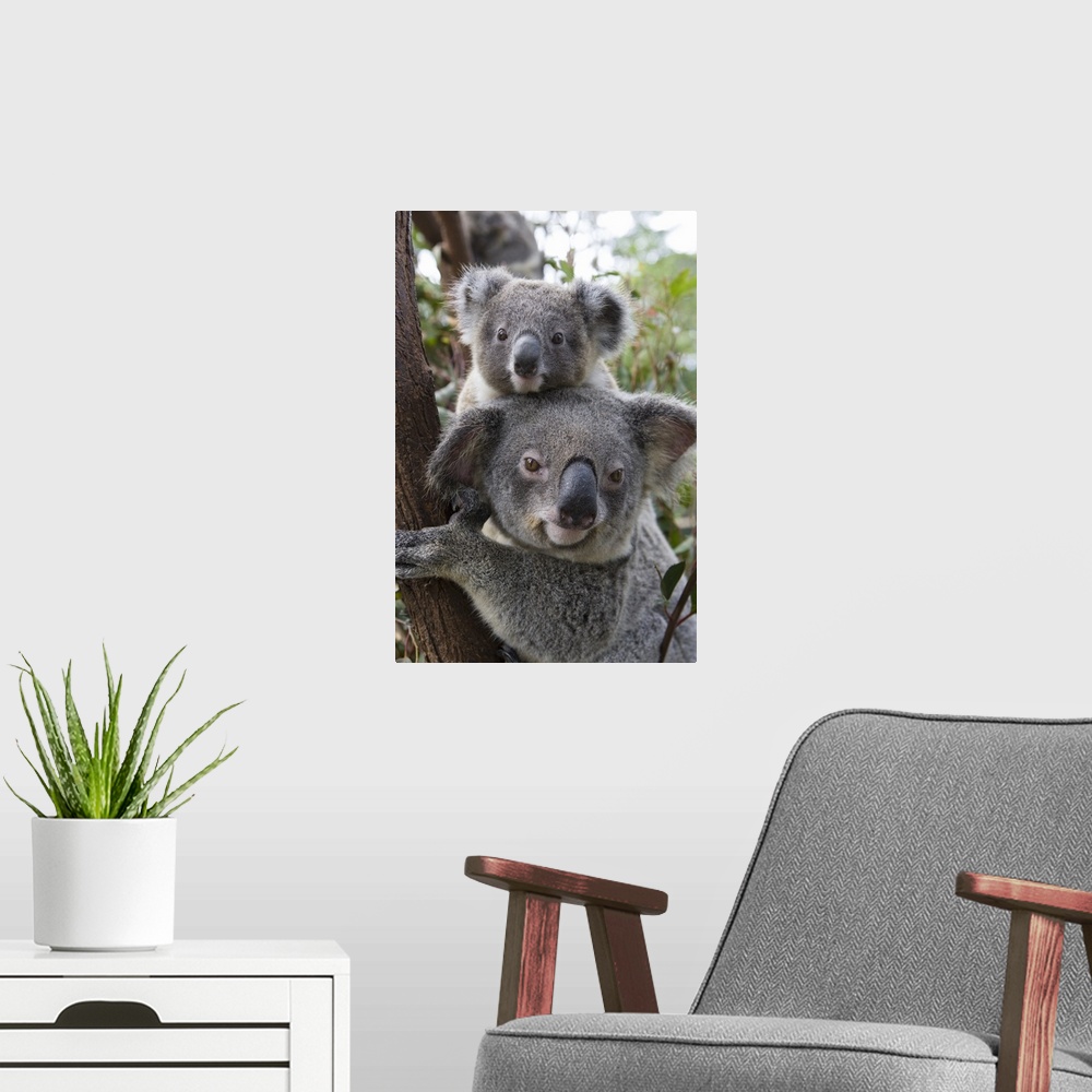 A modern room featuring Koala .Phascolarctos cinereus.Mother and ten-month-old joey.Queensland, Australia.*Captive