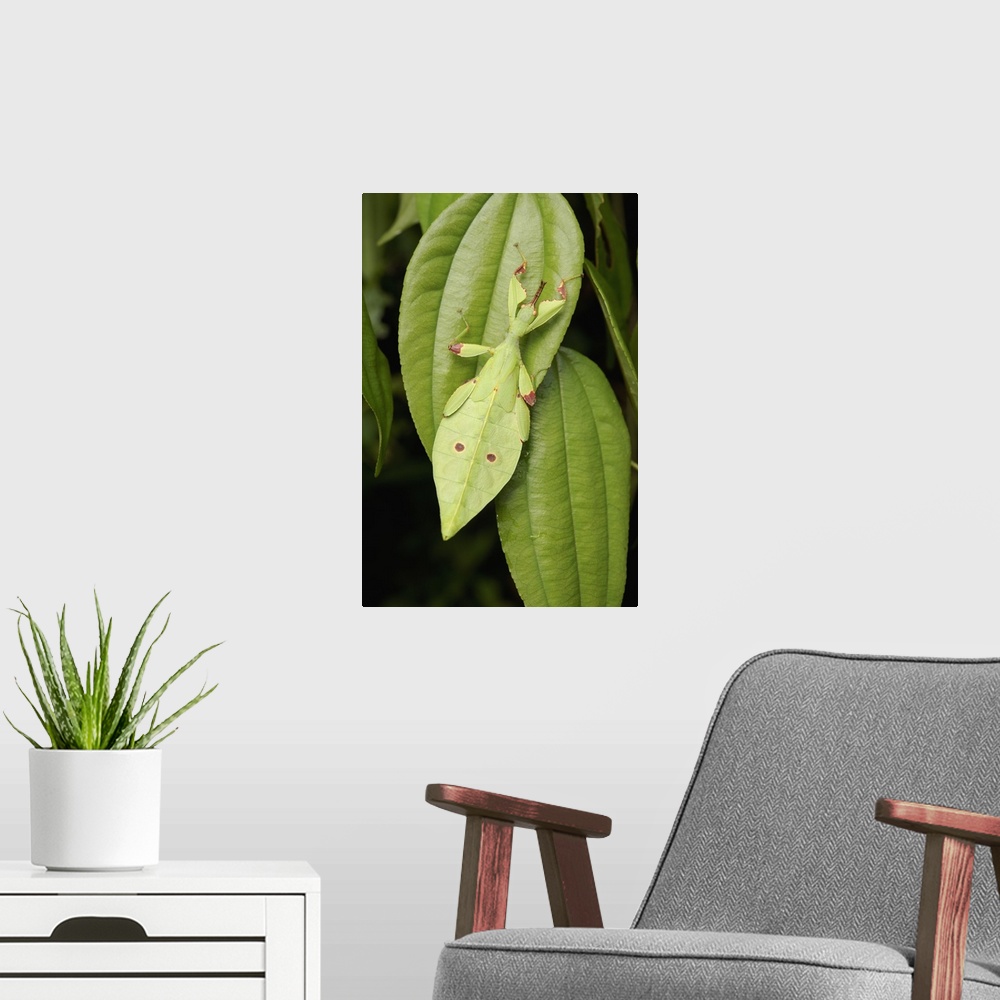 A modern room featuring Leaf Insect juvenile camouflaged on leaf, Sarawak, Borneo, Malaysia