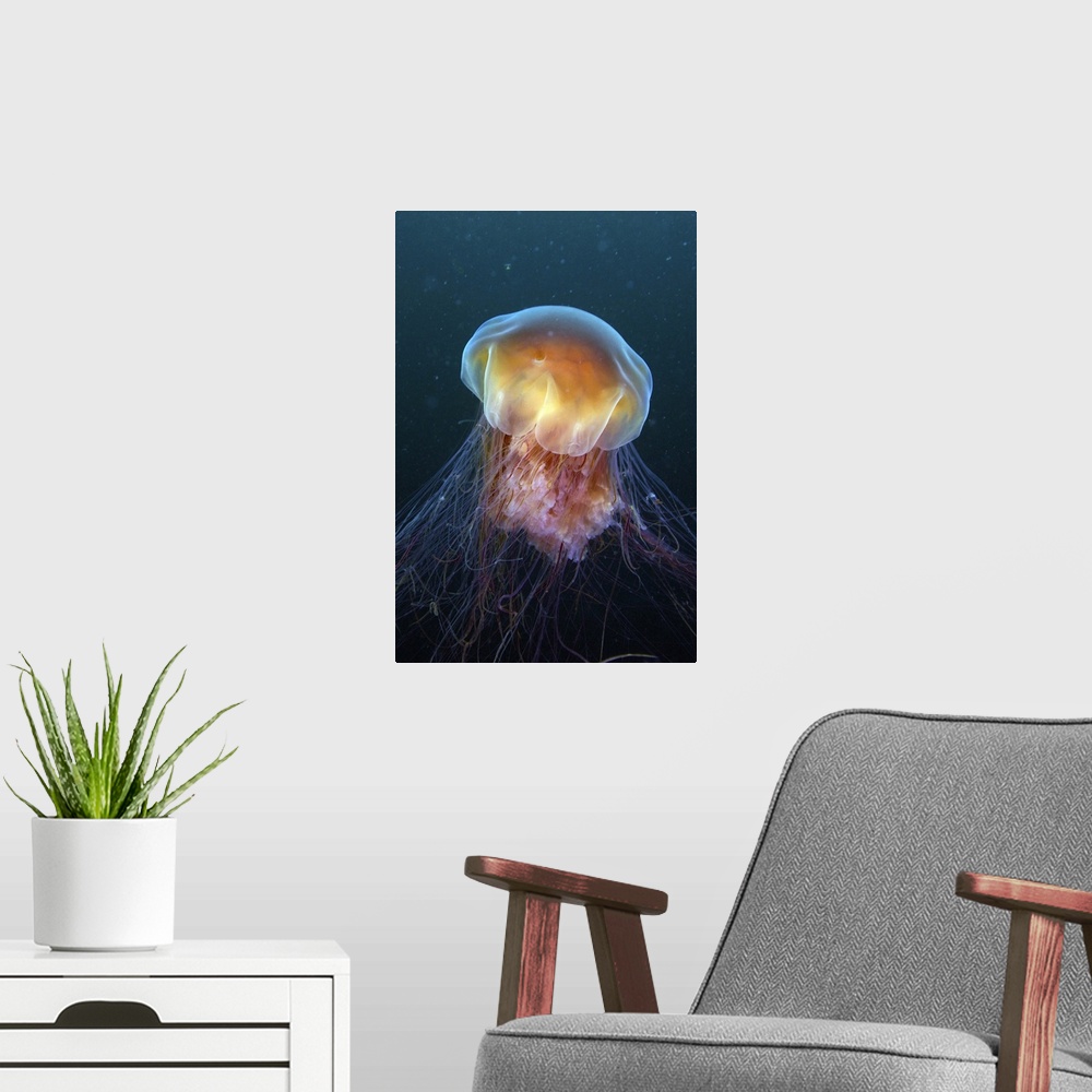 A modern room featuring Lion's Mane jellyfish, Prince William Sound, Alaska.