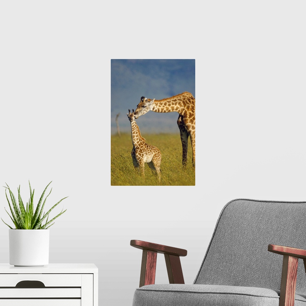 A modern room featuring Masai Giraffe (Giraffa camelopardalis tippelskirchi) mother and young, Kenya