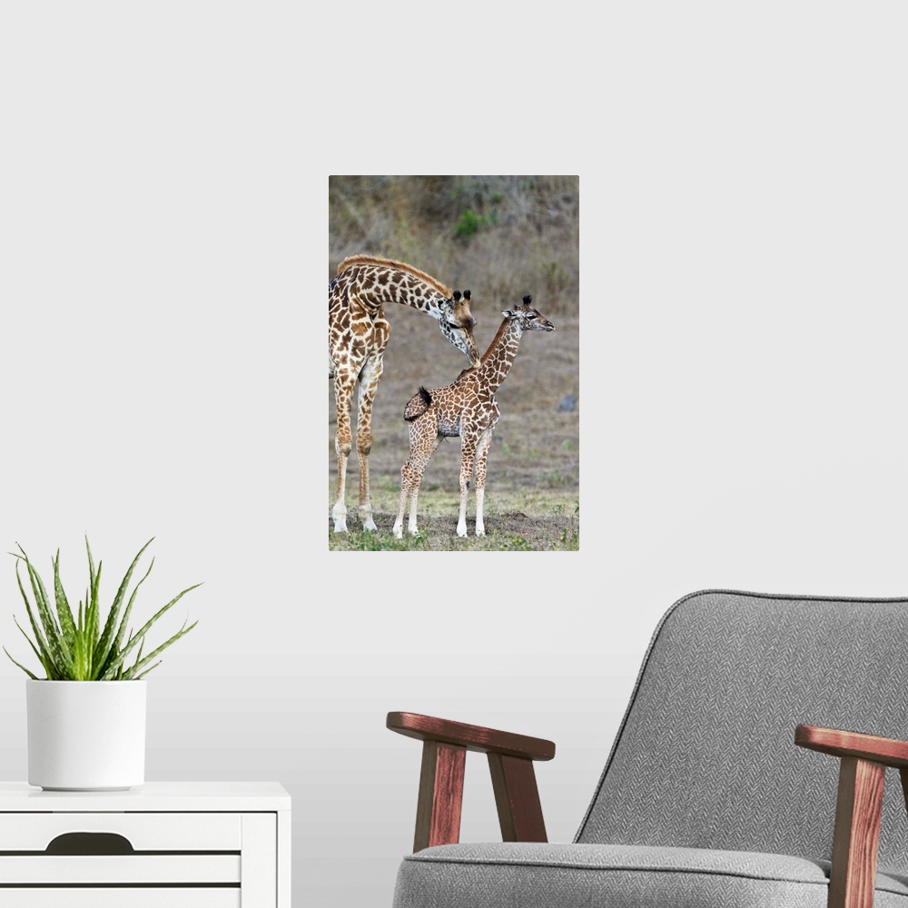 A modern room featuring Masai Giraffe mother cleaning calf, Arusha National Park, Tanzania