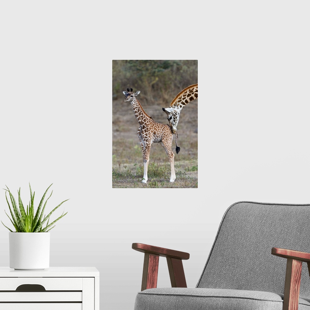 A modern room featuring Masai Giraffe mother nuzzling calf, Arusha National Park, Tanzania