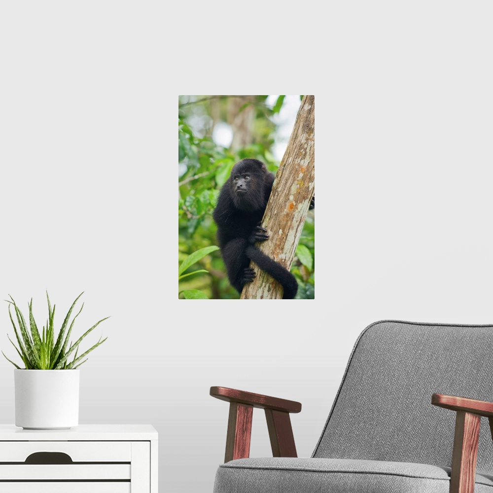 A modern room featuring Mexican Black Howler Monkey (Alouatta pigra) in tree, Community Baboon Sanctuary, Belize.