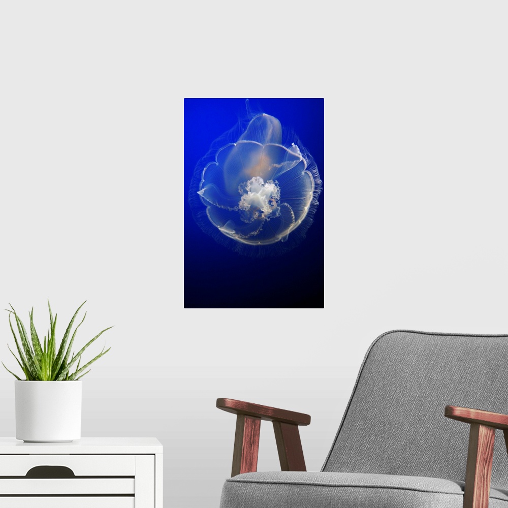 A modern room featuring Moon Jelly in aquarium, distributed worldwide