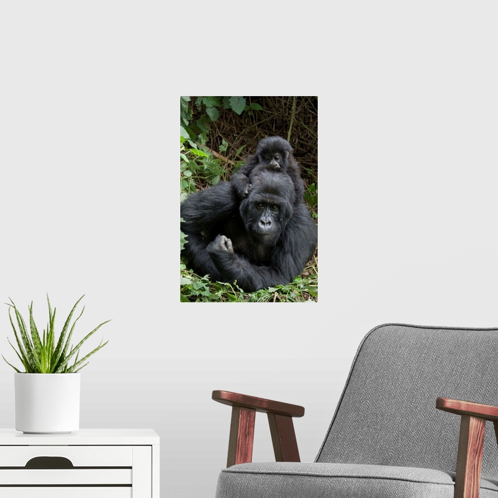 A modern room featuring Mountain Gorilla.Gorilla gorilla beringei.Mother and 1.5 year old baby.Parc National des Volcans,...