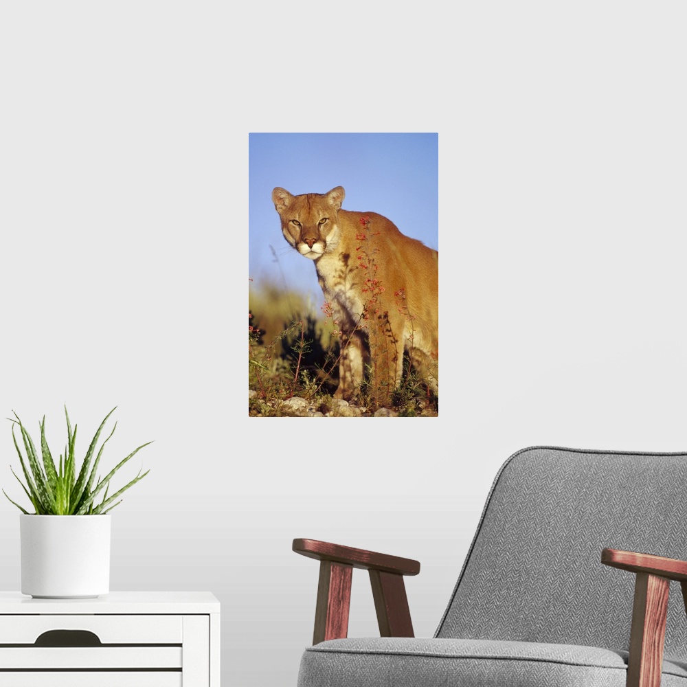 A modern room featuring Mountain Lion or Cougar (Felis concolor) portrait, North America