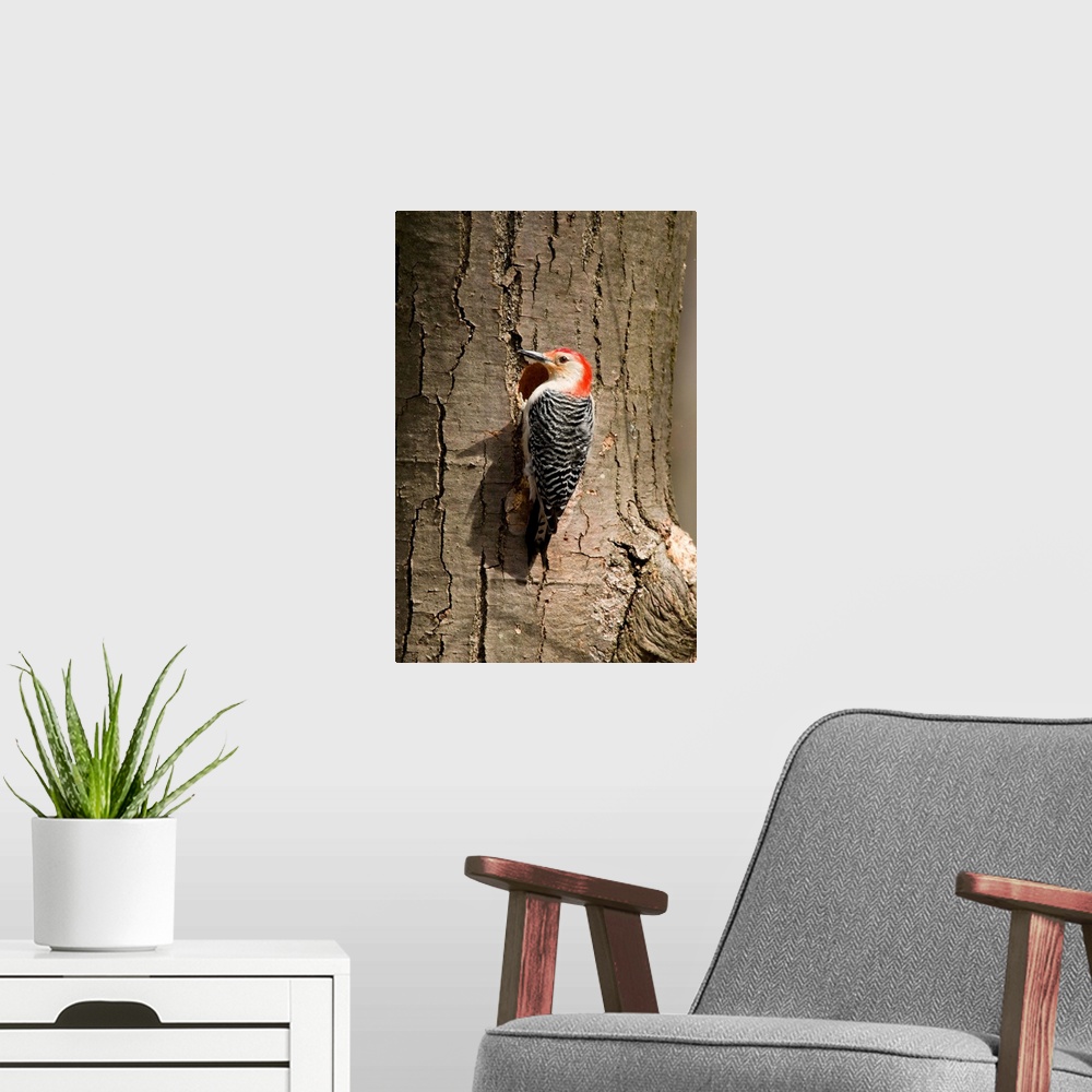 A modern room featuring red-bellied woodpecker (Centurus carolinus) at nest, Male, Huron Meadows Metro Park, MI