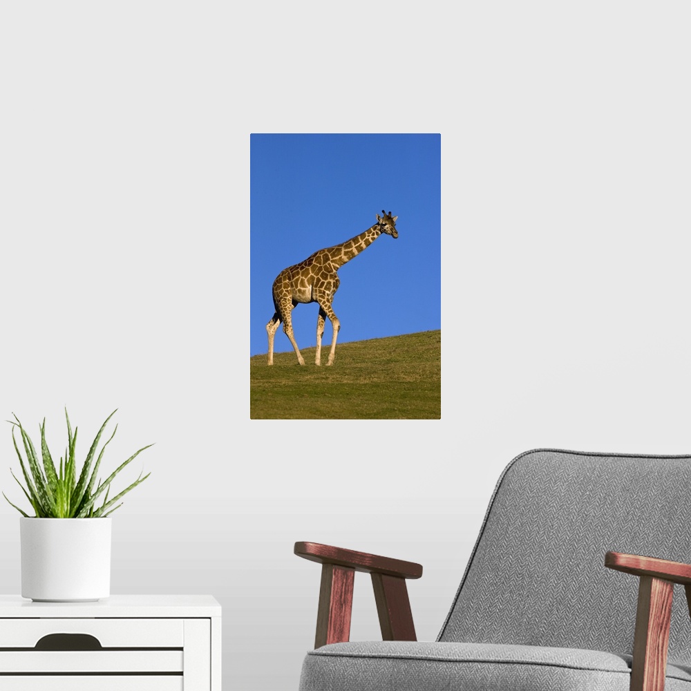 A modern room featuring Rothschild Giraffe (Giraffa camelopardalis rothschildi) walking, native to Africa