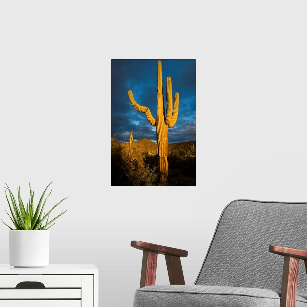 A modern room featuring Saguaro cactus, Arizona