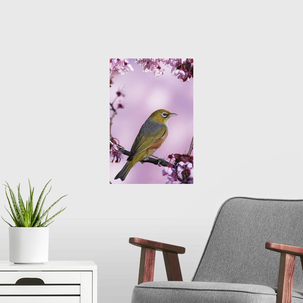 A modern room featuring Silvereye (tauhou) perches on a cherry blossom in Spring, Christchurch