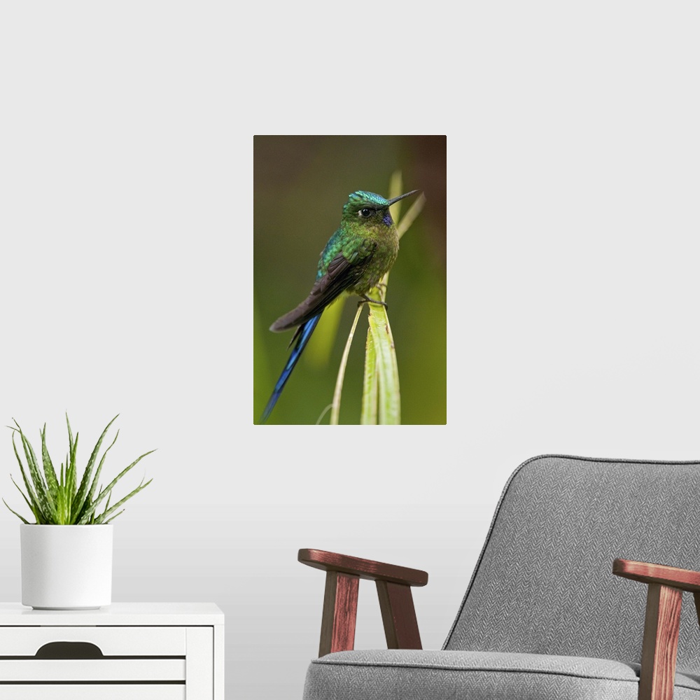 A modern room featuring Violet-tailed Sylph (M), Aglaiocercus coelestis, Subtropical forest on West slope of Andes, Ecuador